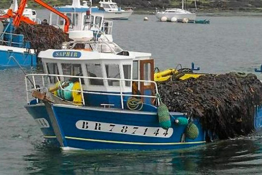 Lanildut, la pêche aux algues © Greeter2018