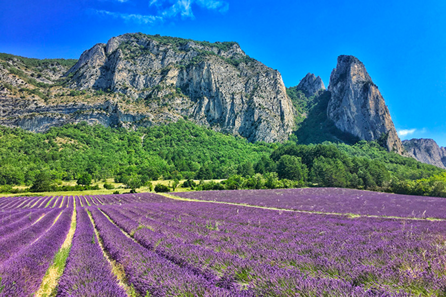 Champs de Lavande aux pieds des falaises de Saou © Vallée de la Drôme