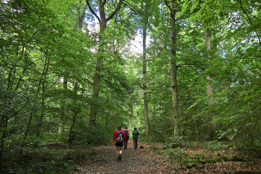 Sente aux moines – Forêt de Brotonne © Caux Seine Normandie tourisme